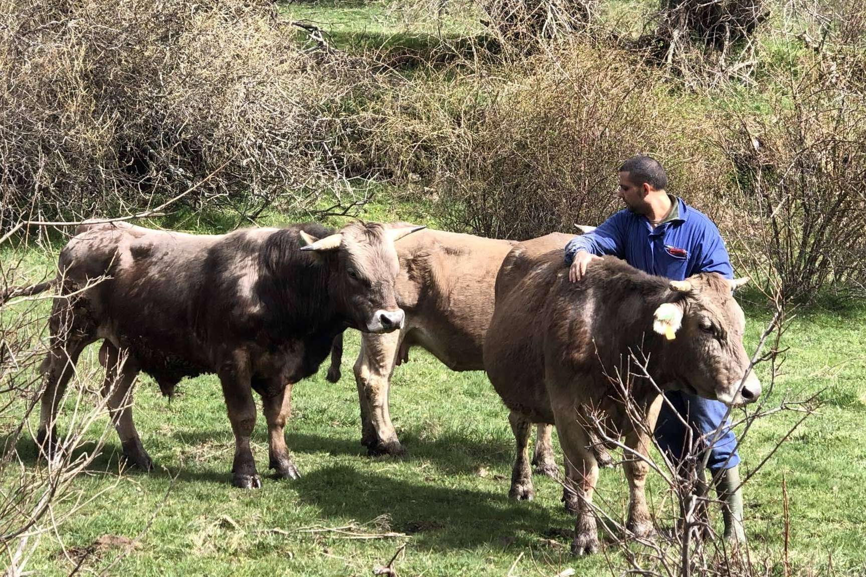 ¿Cuáles son los productos km 0 que ofrece Tu Ternera en Casa y las ventajas de consumirlos?