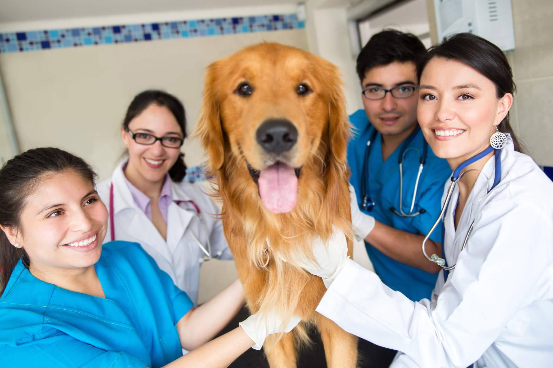Vetformación explica cuánto tiempo dura un curso de auxiliar de veterinaria