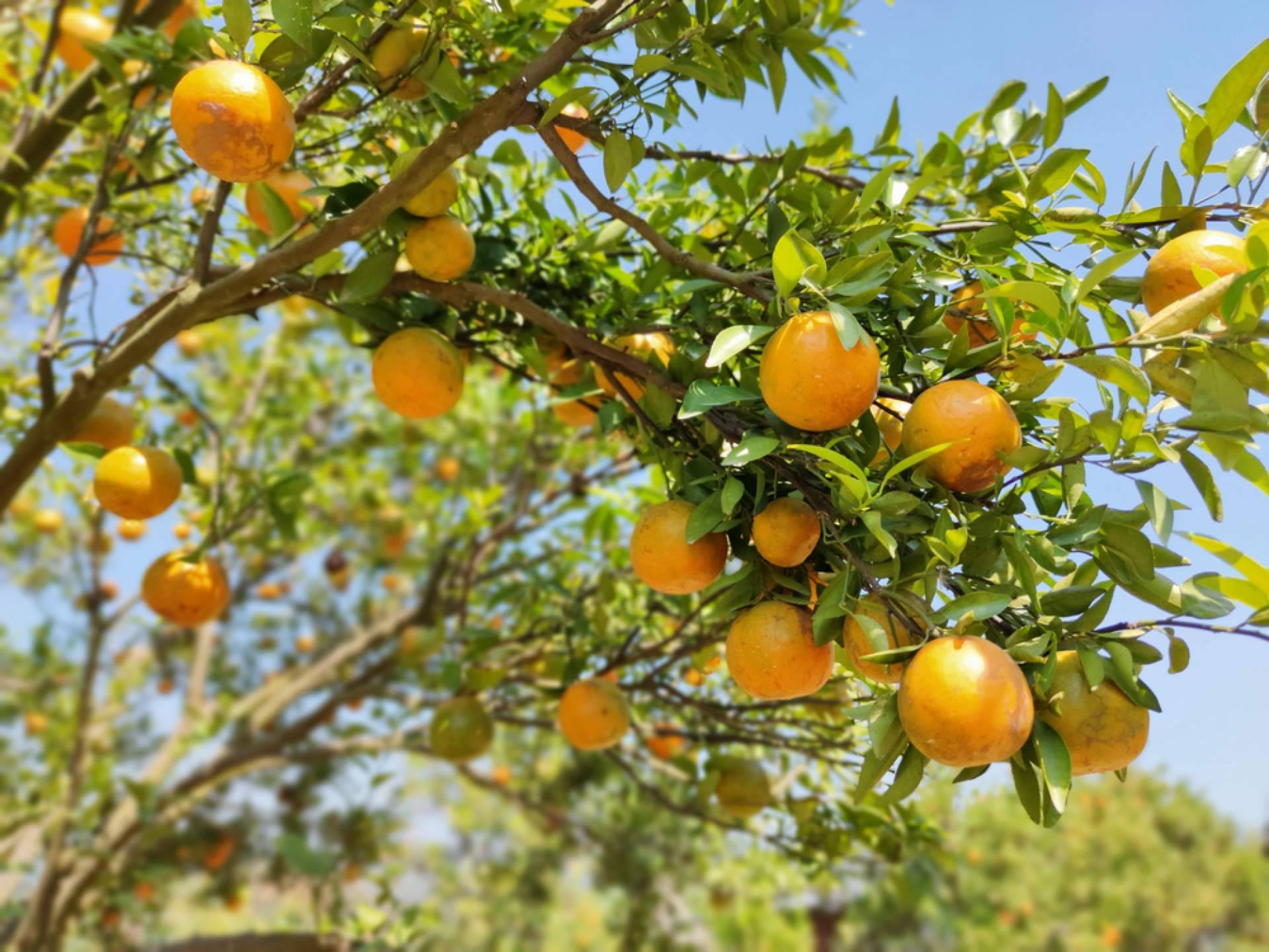 Sabor a Naranjas  y los principales beneficios de comprar naranjas en internet