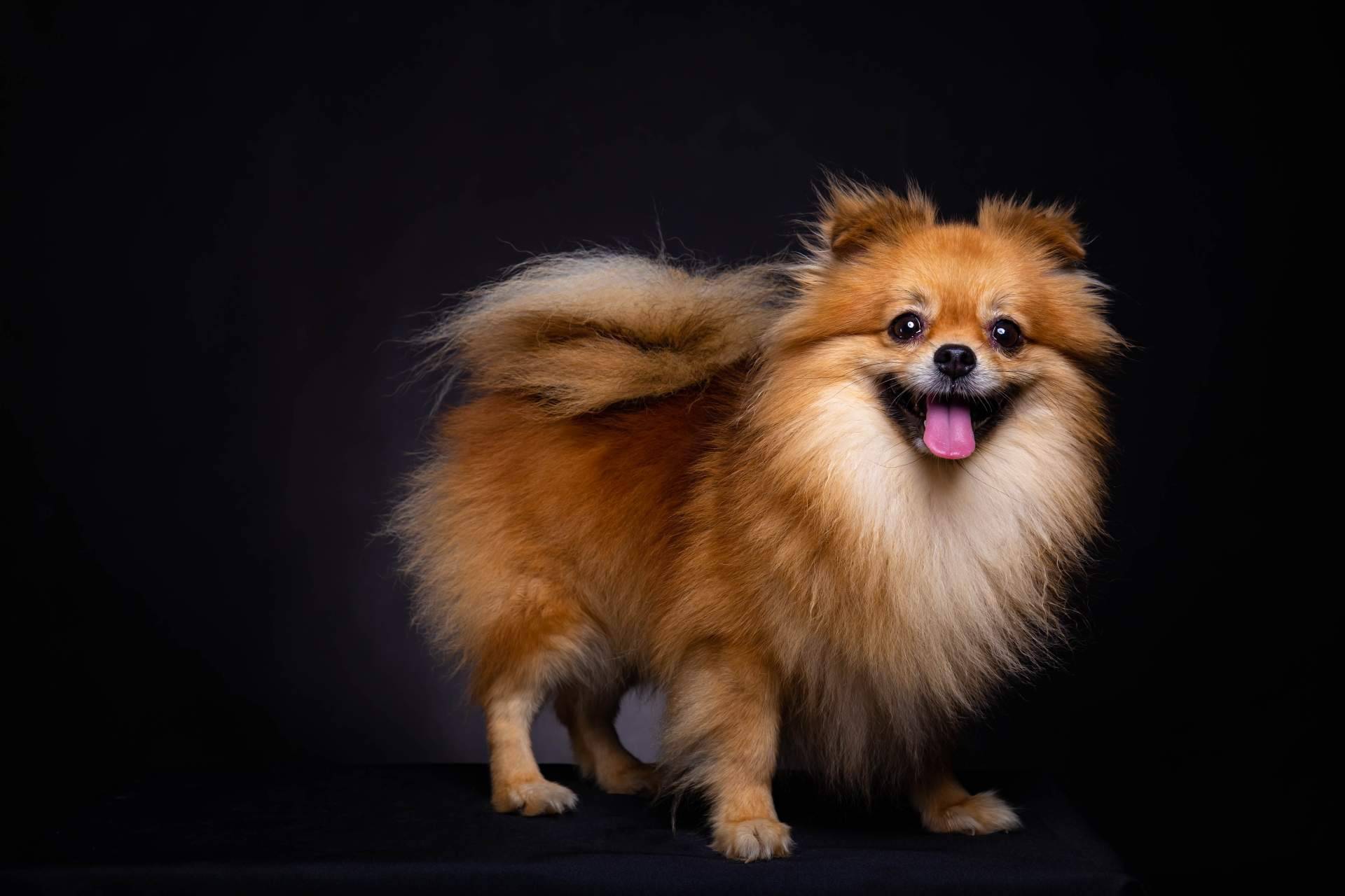 Los Pomerania que se pueden encontrar en Cachorros del Valle