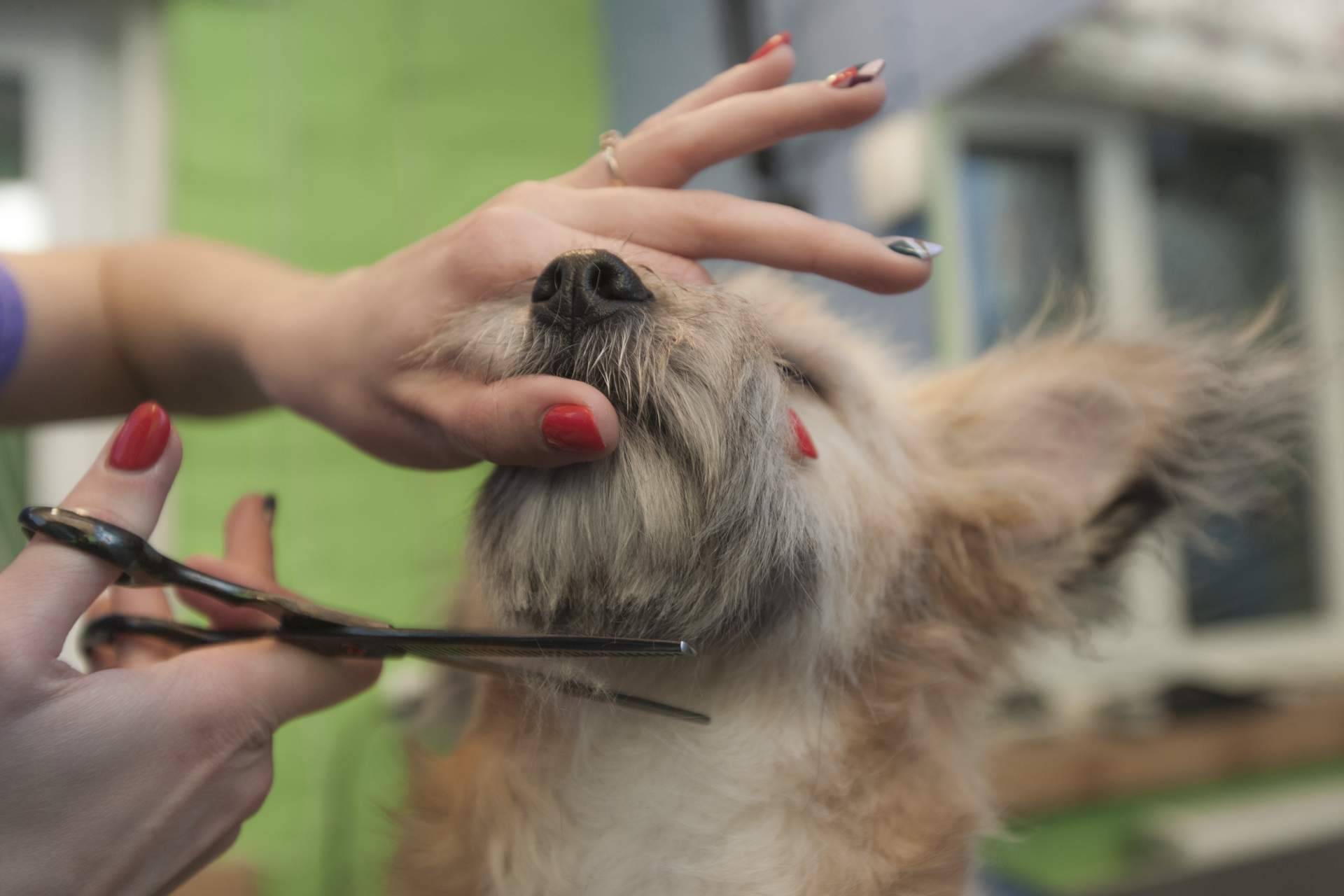 Perrukings ofrece en Madrid servicios profesionales de peluquería canina a domicilio