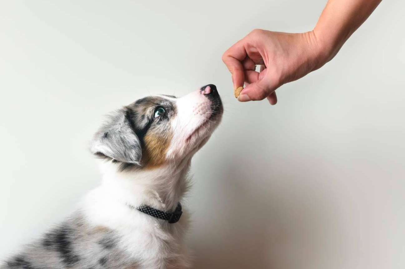 Formarse en cursos para ser adiestrador canino con Adican en Madrid