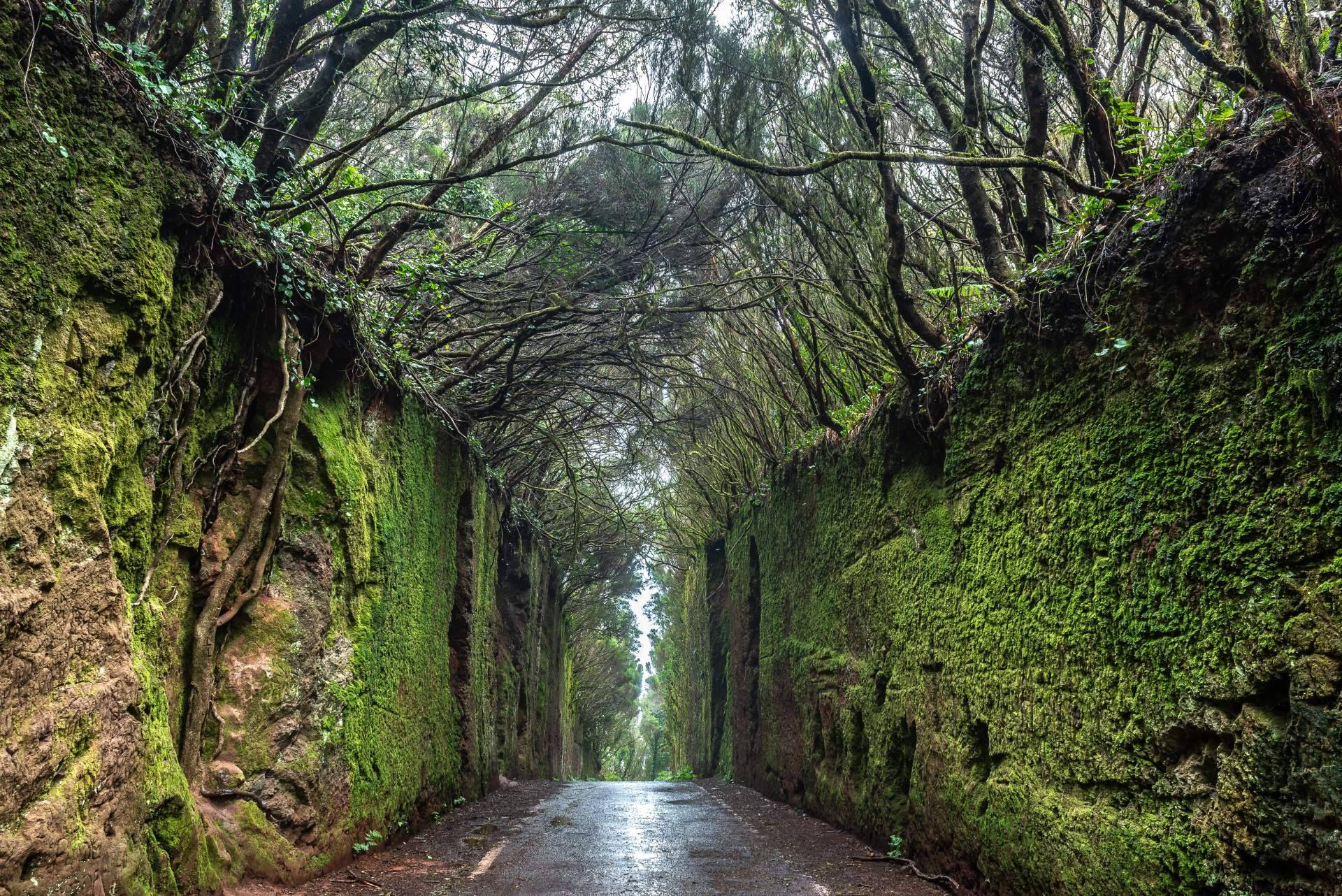Descubrir Anaga en una excursión privada de la mano de  Gloma Travel