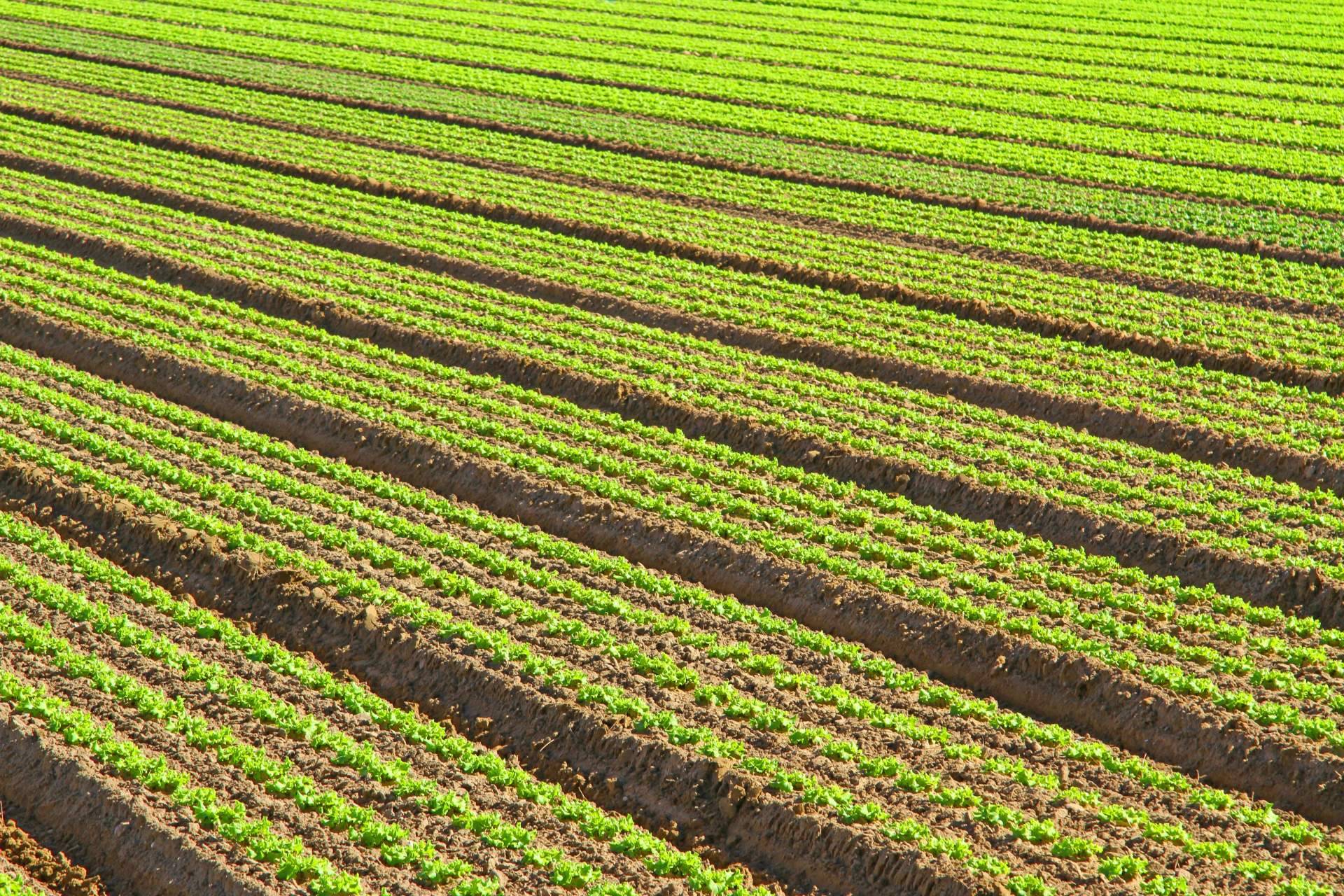 ¿Por qué es importante la agricultura intensiva?