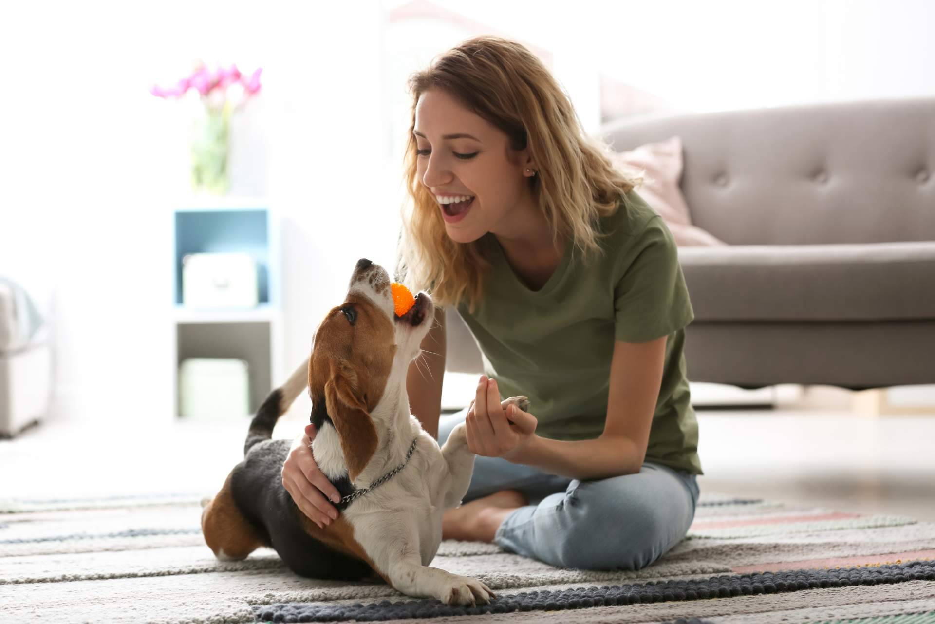 Todo acerca de la nueva Ley de Bienestar Animal si se tiene una mascota