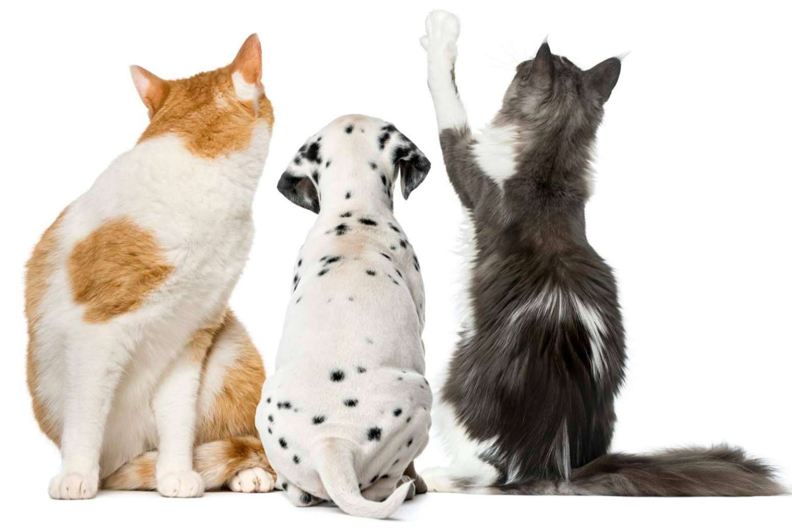 Cambios en el pelaje de las mascotas y cómo mitigar los efectos en casa
