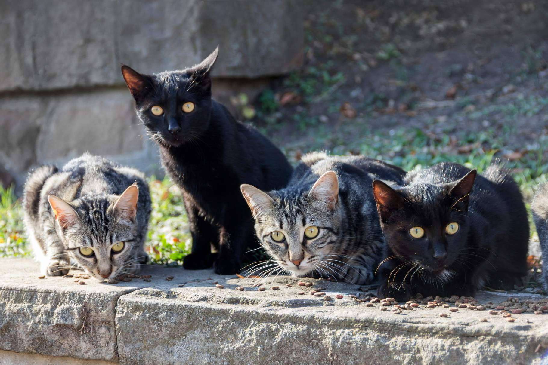 ¿Cómo encontrar, gracias a las redes sociales, a animales de compañía perdidos?, con MascotaPerdida112.com