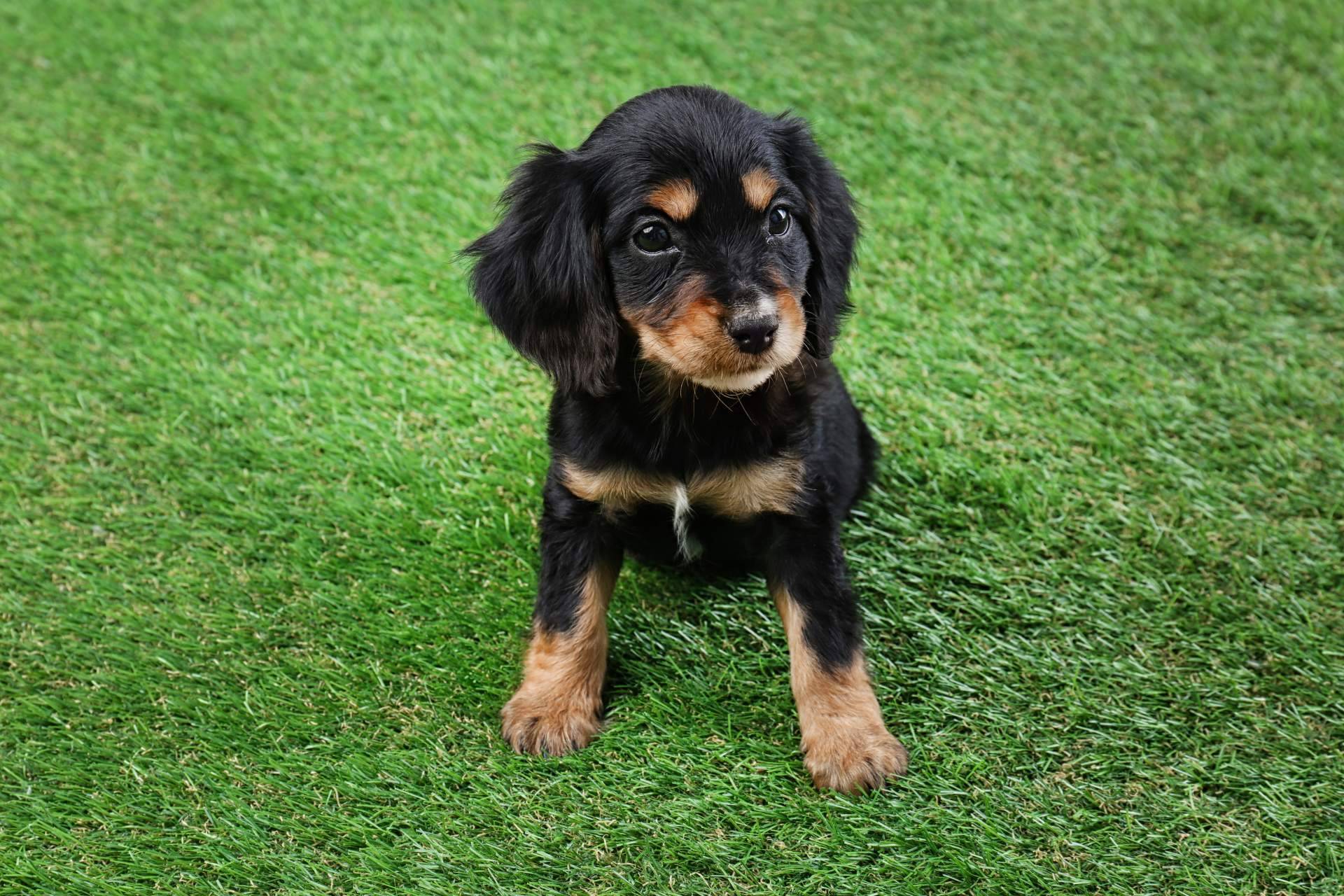 Césped artificial para mascotas, de la mano de Real Grass