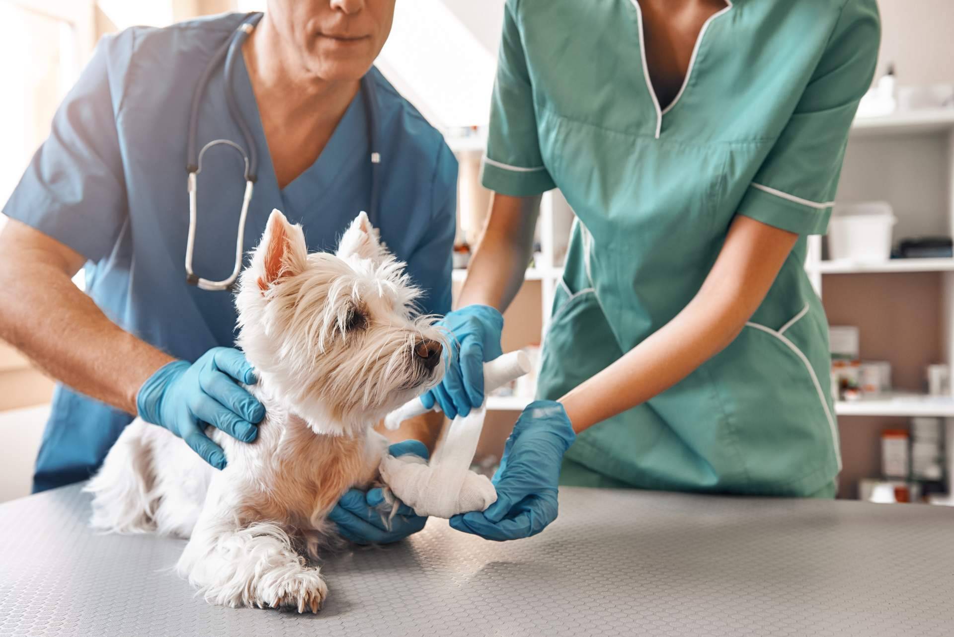 VETFORMACIÓN ofrece una formación presencial en 31 ciudades de España