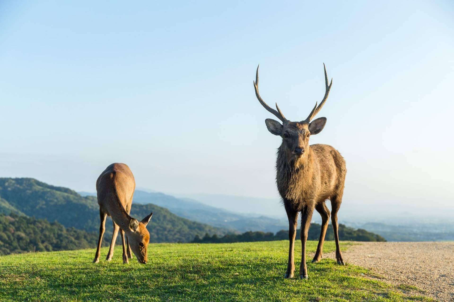 El proyecto de realidad aumentada de Lucatia, Metapark ZOO