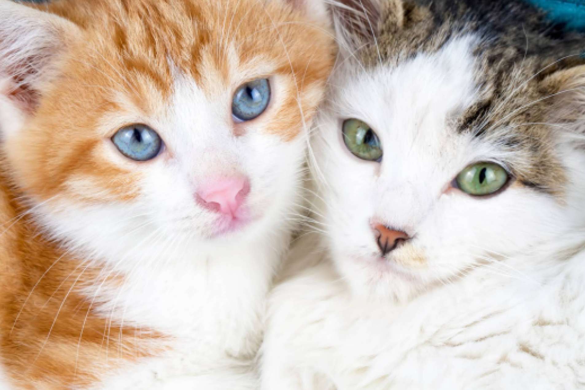 ¿Qué se debe saber sobre la nueva Ley Estatal de Protección Animal y la modificación del Código Penal?