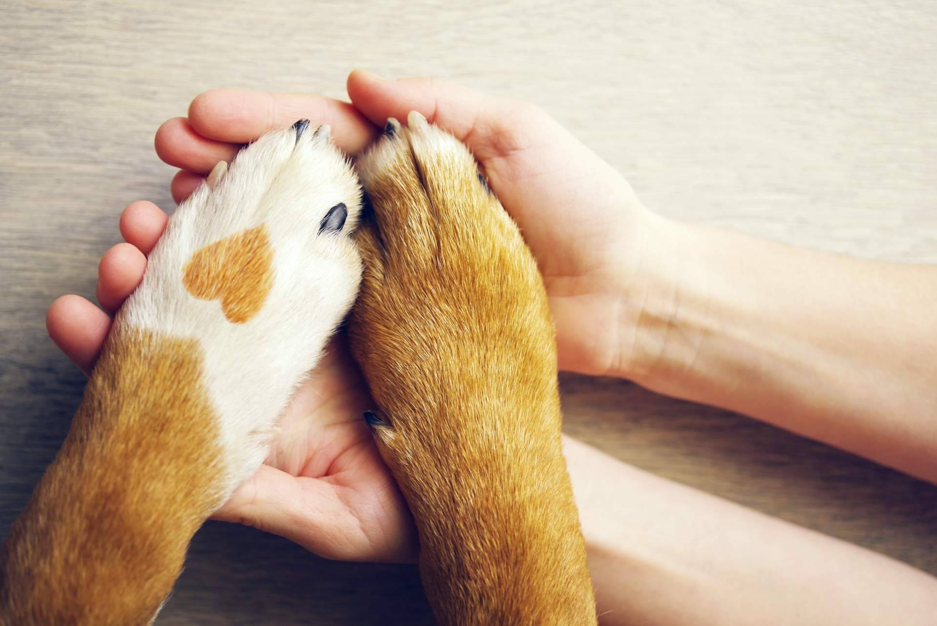 Ley de Bienestar Animal, todo lo que se debe saber del nuevo seguro de mascotas obligatorio