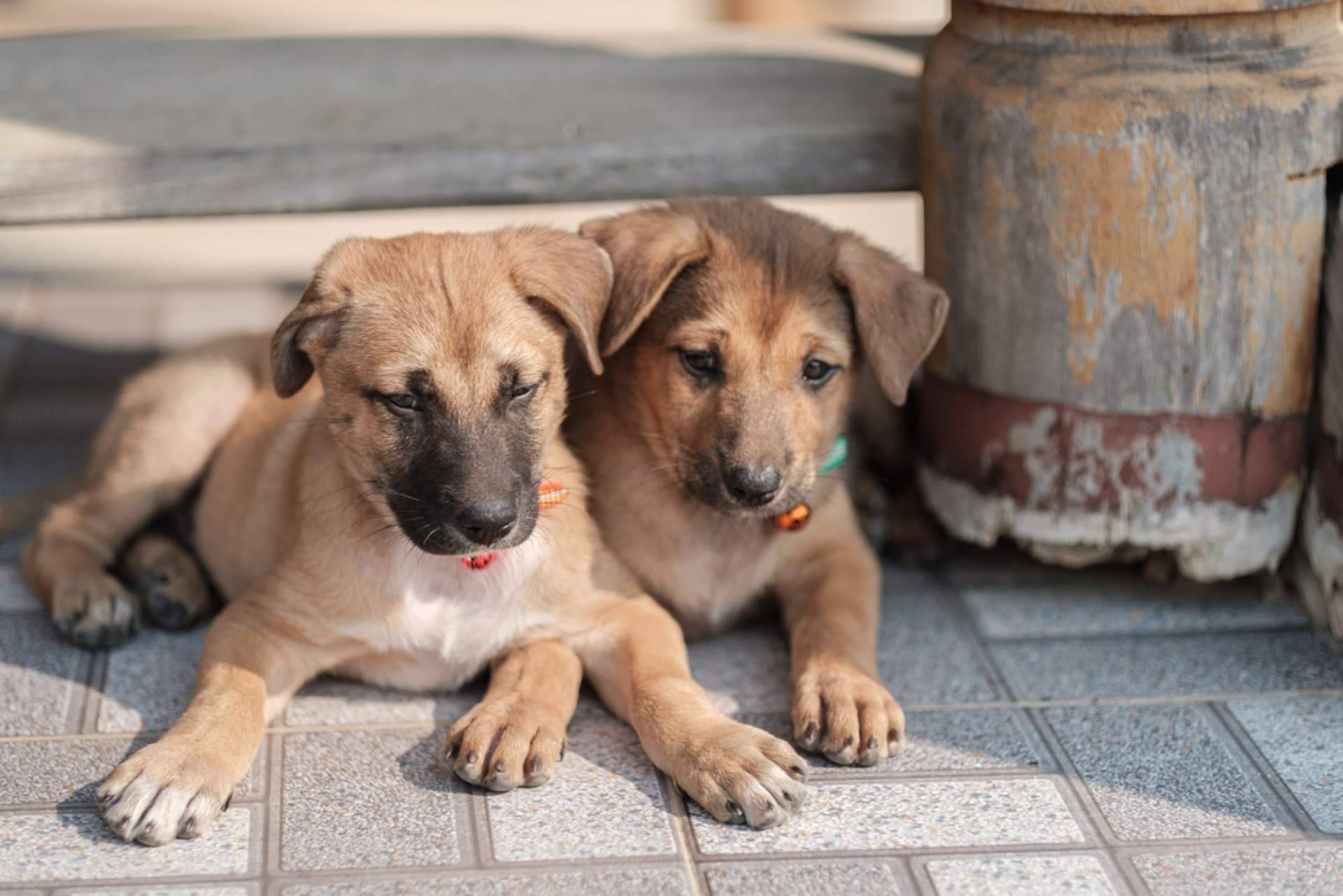 ¡La plataforma gratuita ADOPTA conecta con el compañero peludo ideal!