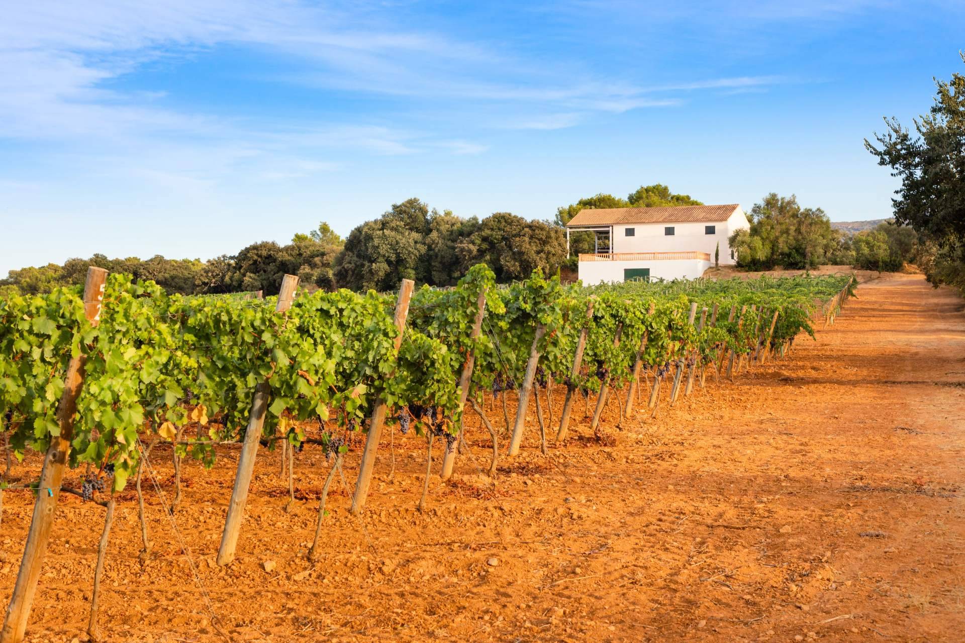 Consejos para acertar al alquilar una casa de campo rural (agroturismo) en Mallorca