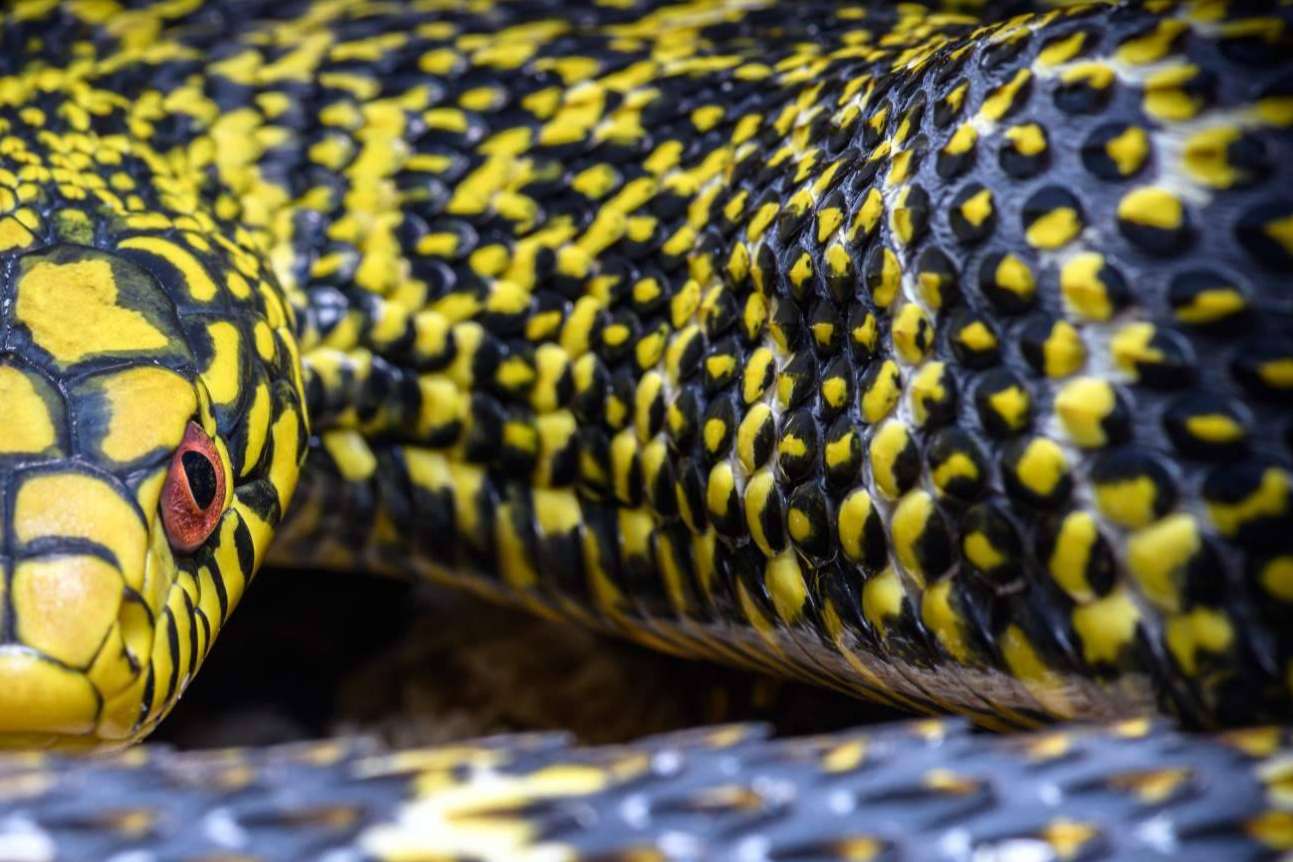 SnakeRoom, el Centro Divulgativo que permite experimentar la interacción con reptiles como serpientes