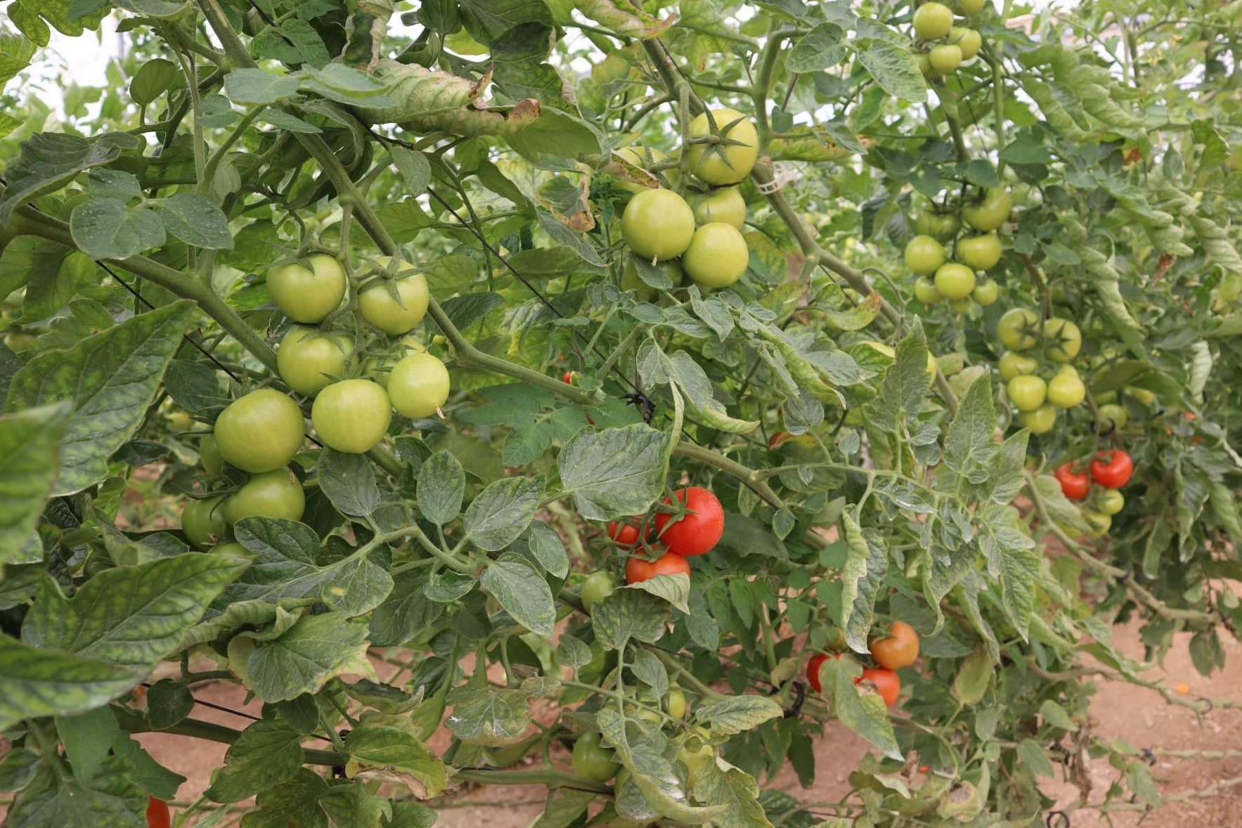 Innovación con las bombas dosificadoras para un fertirriego más productivo, sostenible y eficiente