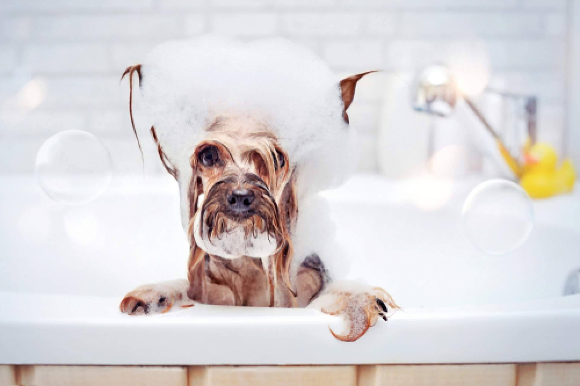 4Huellas es el distribuidor de la marca de productos de cosmética para peluquerías caninas Yuup!