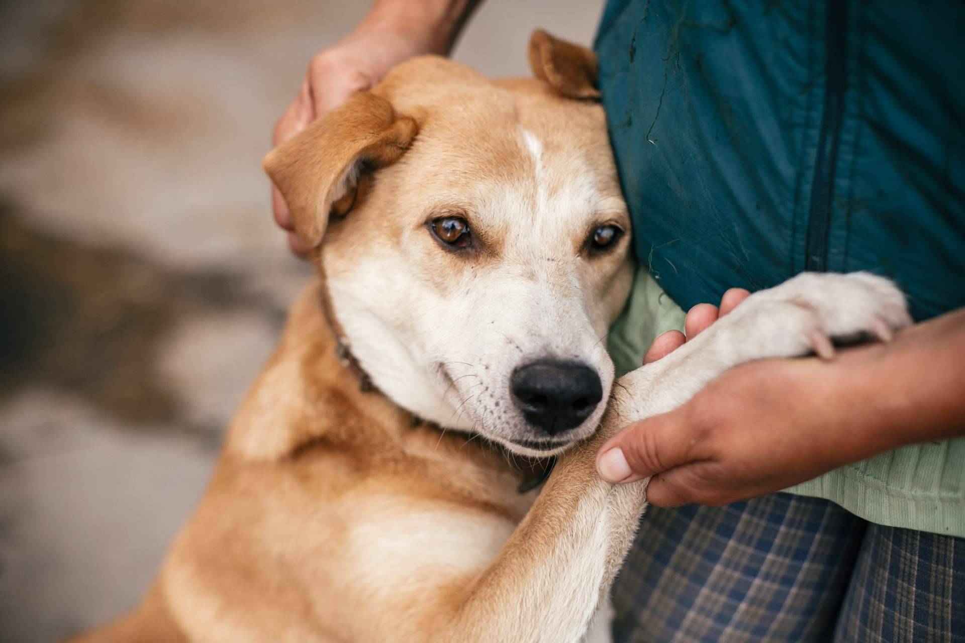 ADOPTA tiene la clave para encontrar el compañero peludo perfecto con su buscador de perros y gatos en adopción