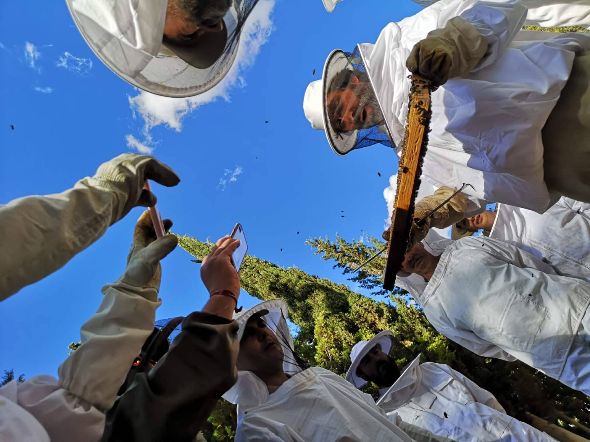 El papel de las abejas para la seguridad alimentaria y la vida saludable, por Cursos de Apicultura