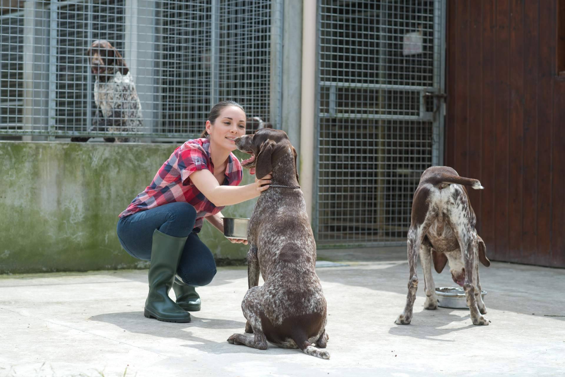 ADOPTA, la plataforma que está revolucionando las adopciones de perros y gatos en refugios de animales