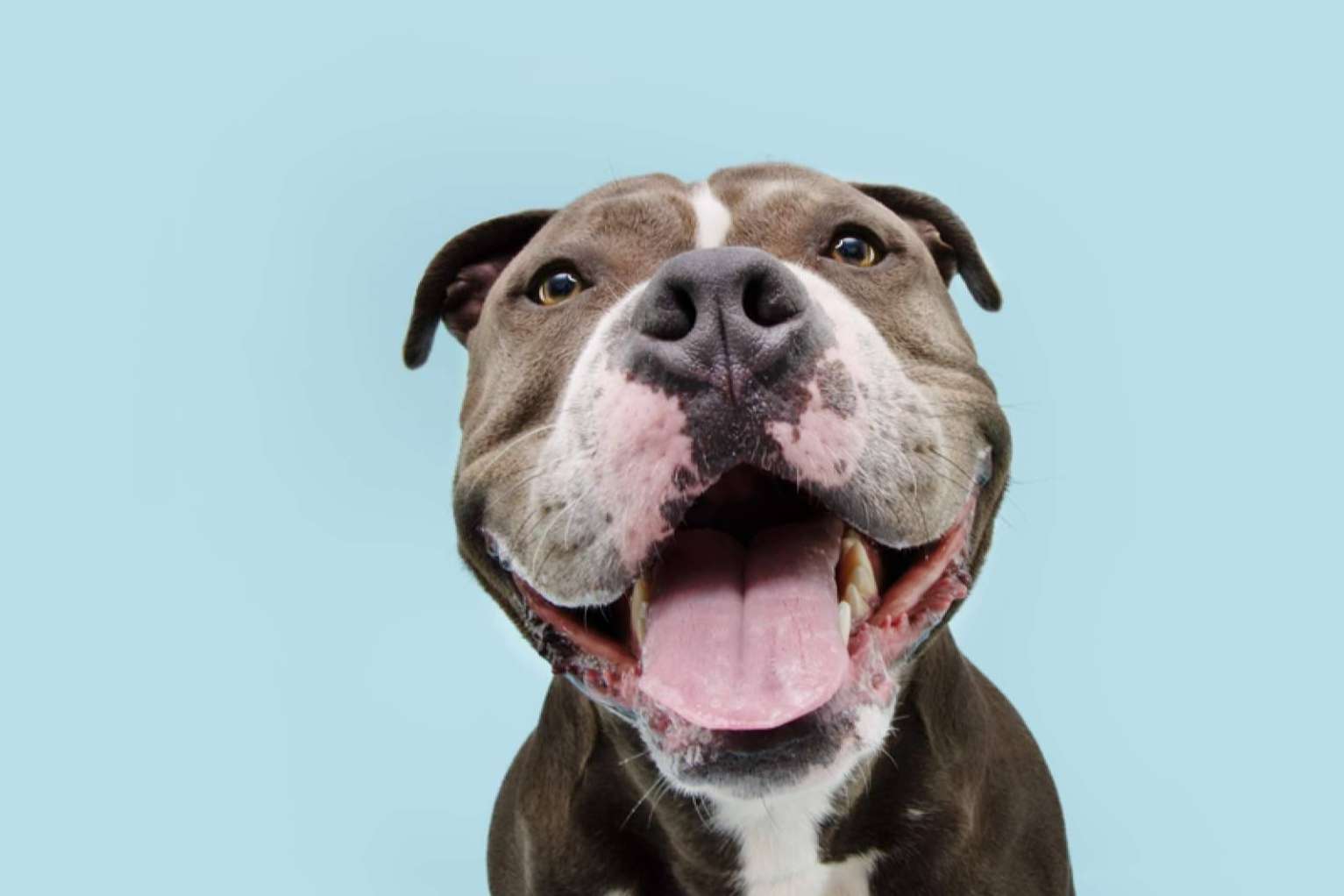 Mejorar la salud de las mascotas con aromaterapia para perros y gatos, con Mooiza