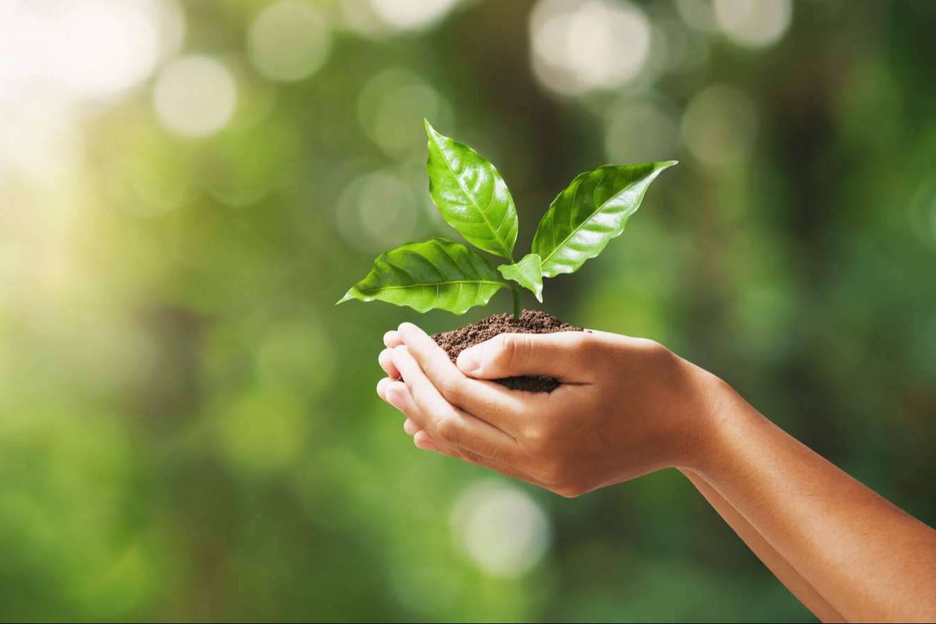 ¿Cómo la plataforma de Ecofriends revoluciona el aprendizaje en sostenibilidad?