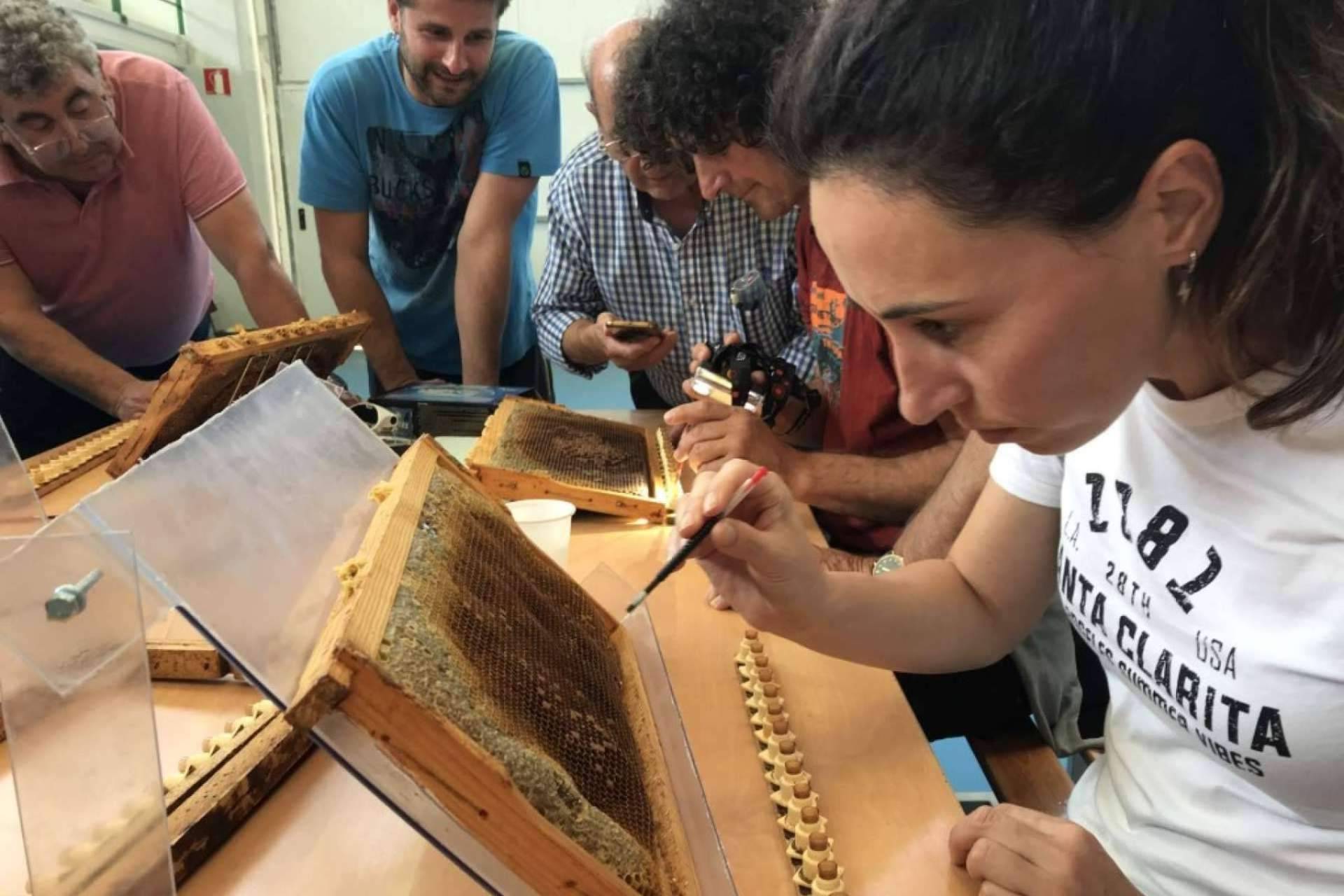 Cursos Apicultura y su enfoque en el criadero de abejas reinas