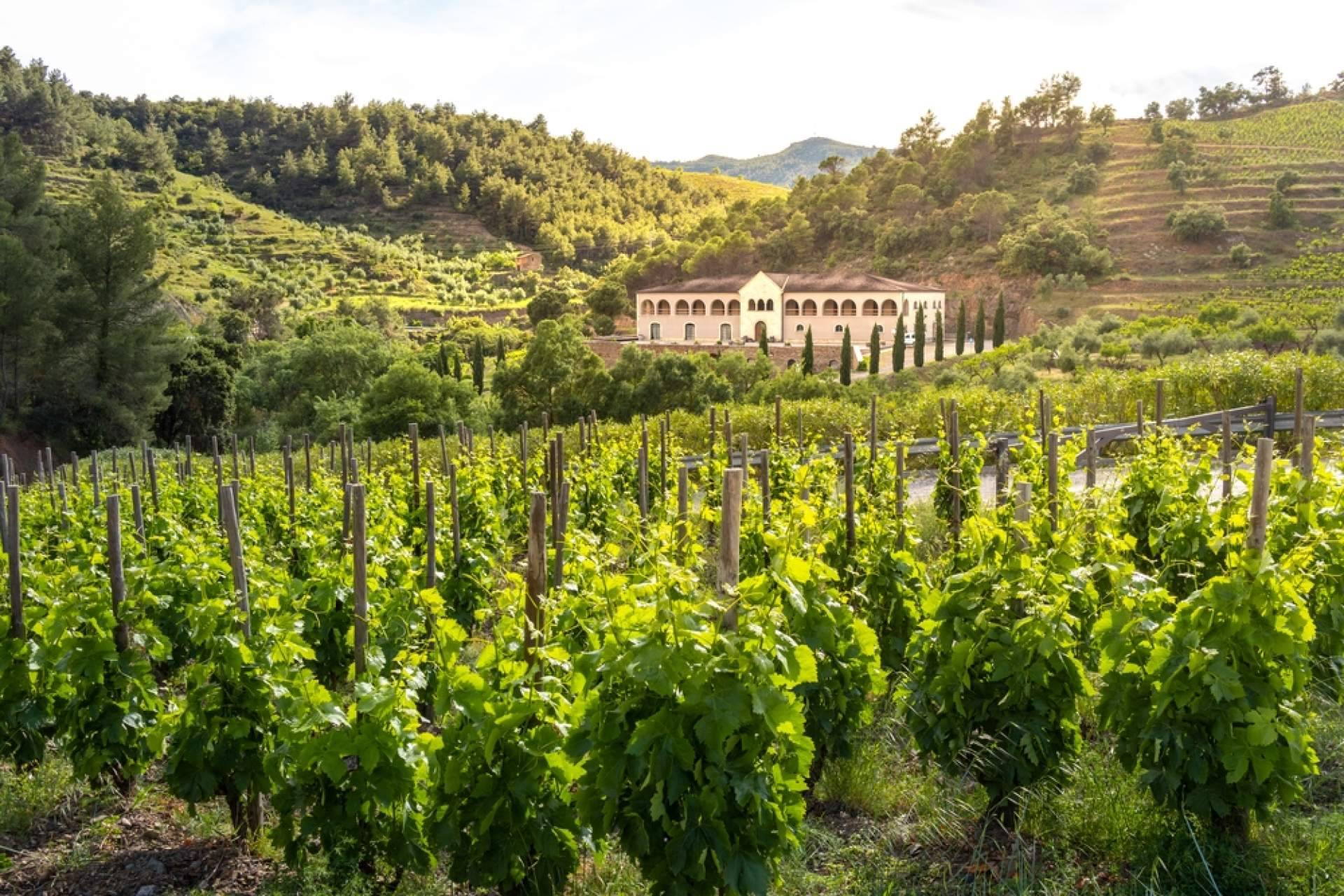 Conectar con la naturaleza del Priorat de la mano de Terra Dominicata