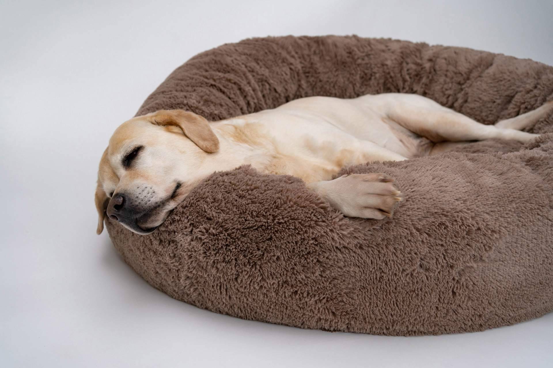 ¿El uso de camas para perros es recomendable?, por Deluxe13