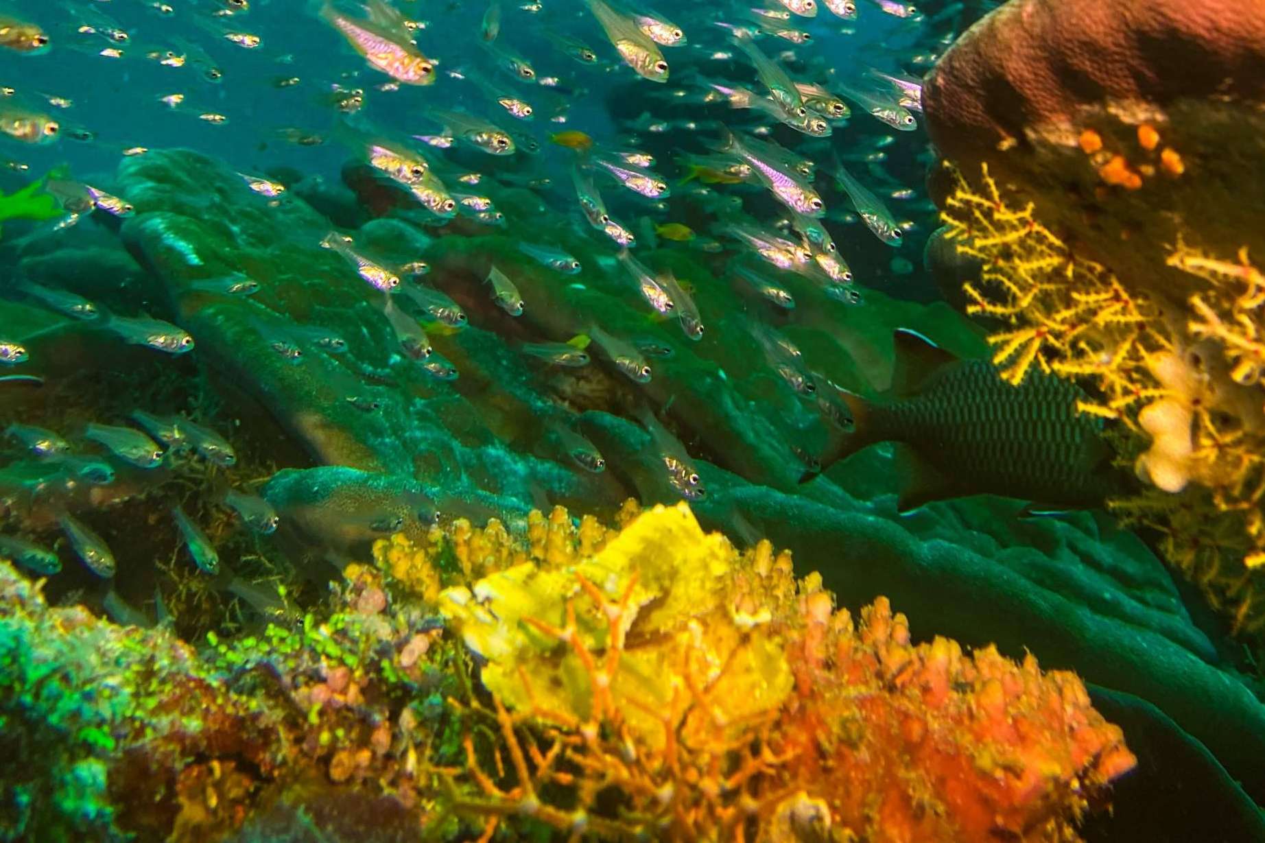 La vida marina de Rasdhoo descubierta con Drop Dive Maldives