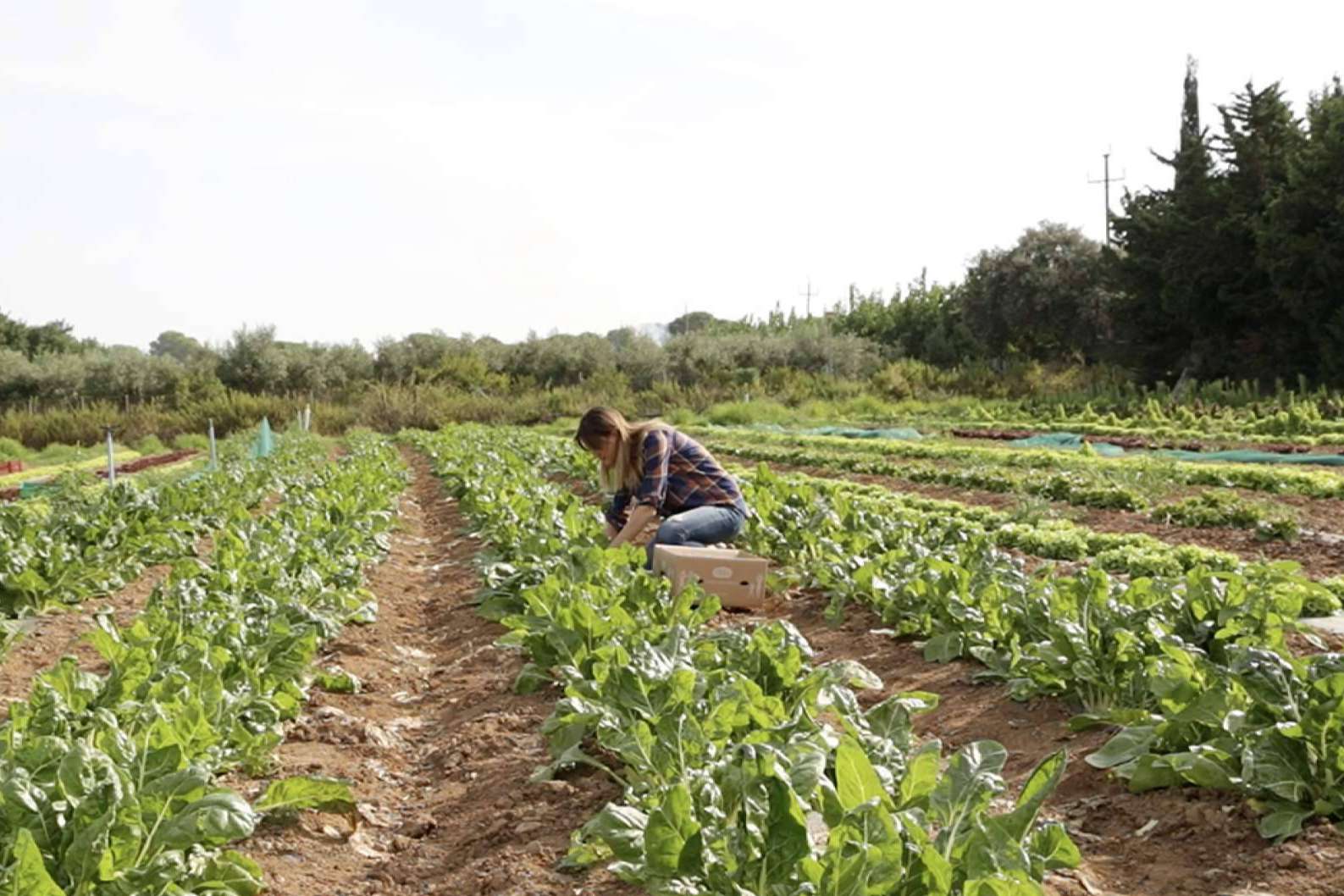 Las ventajas de suscribirse al huerto