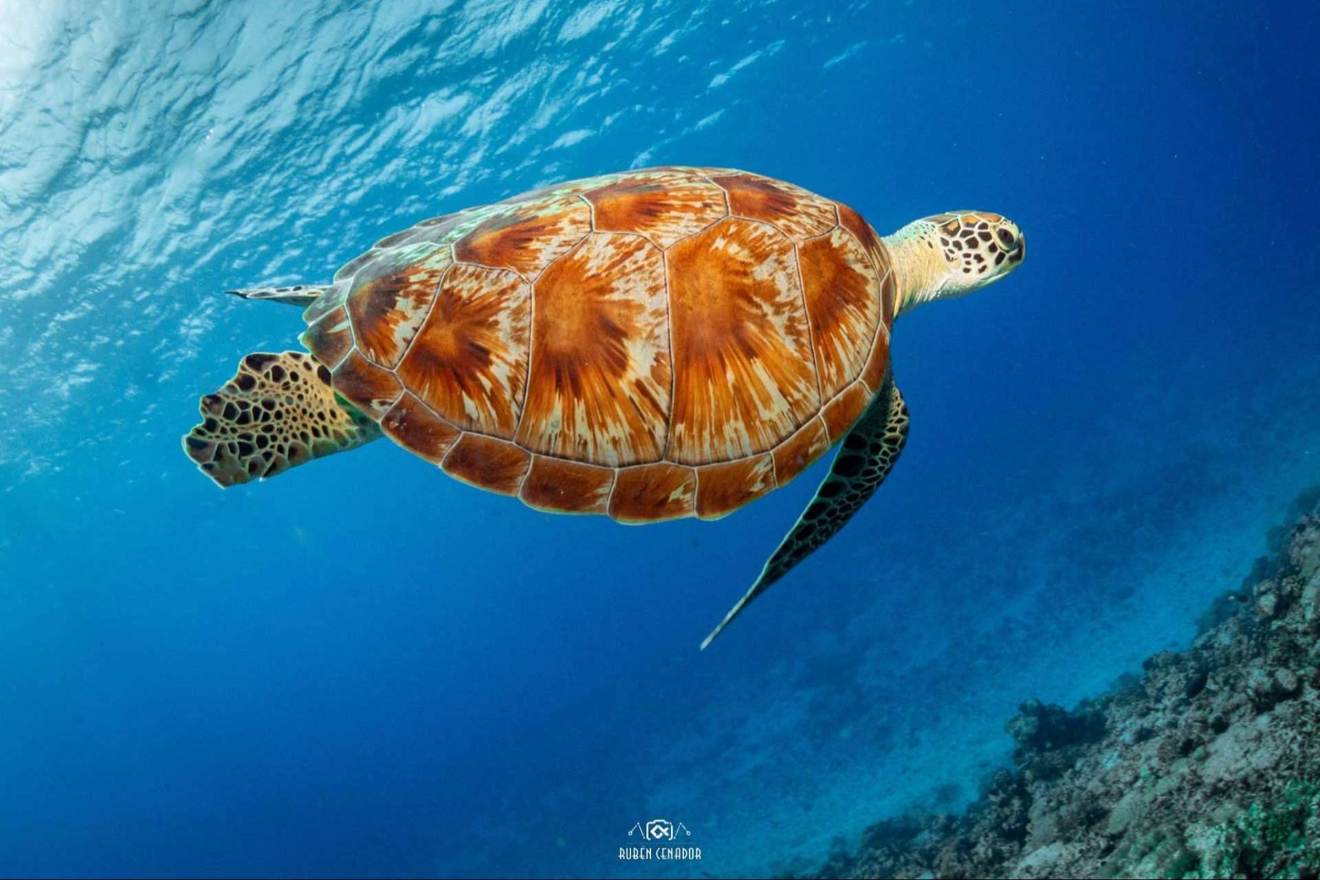 Conocer los océanos del mundo en una experiencia exclusiva con SevenBlue