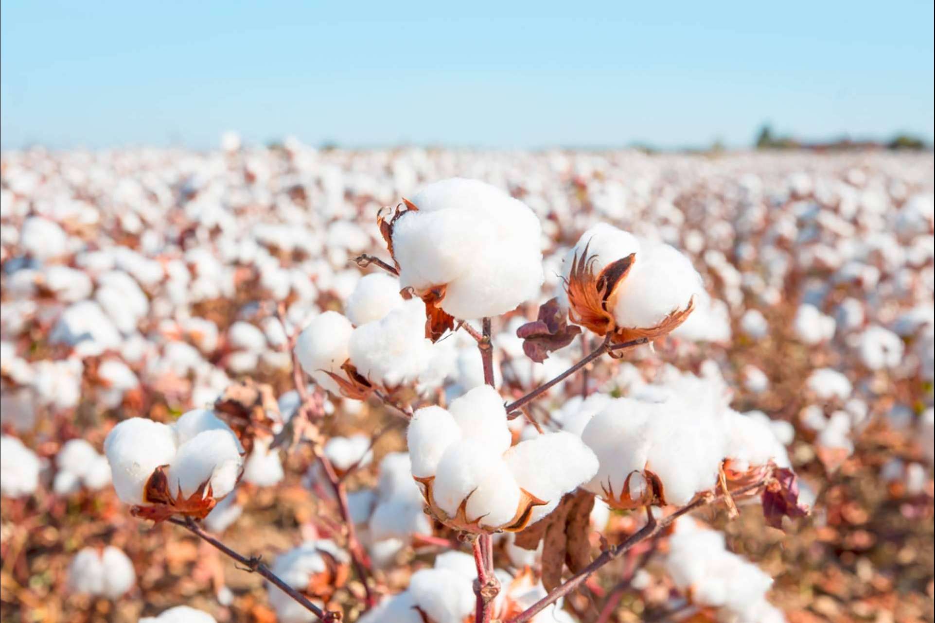 Adquirir hilos de algodón para crochet en la tienda online de Lidia Crochet Tricot