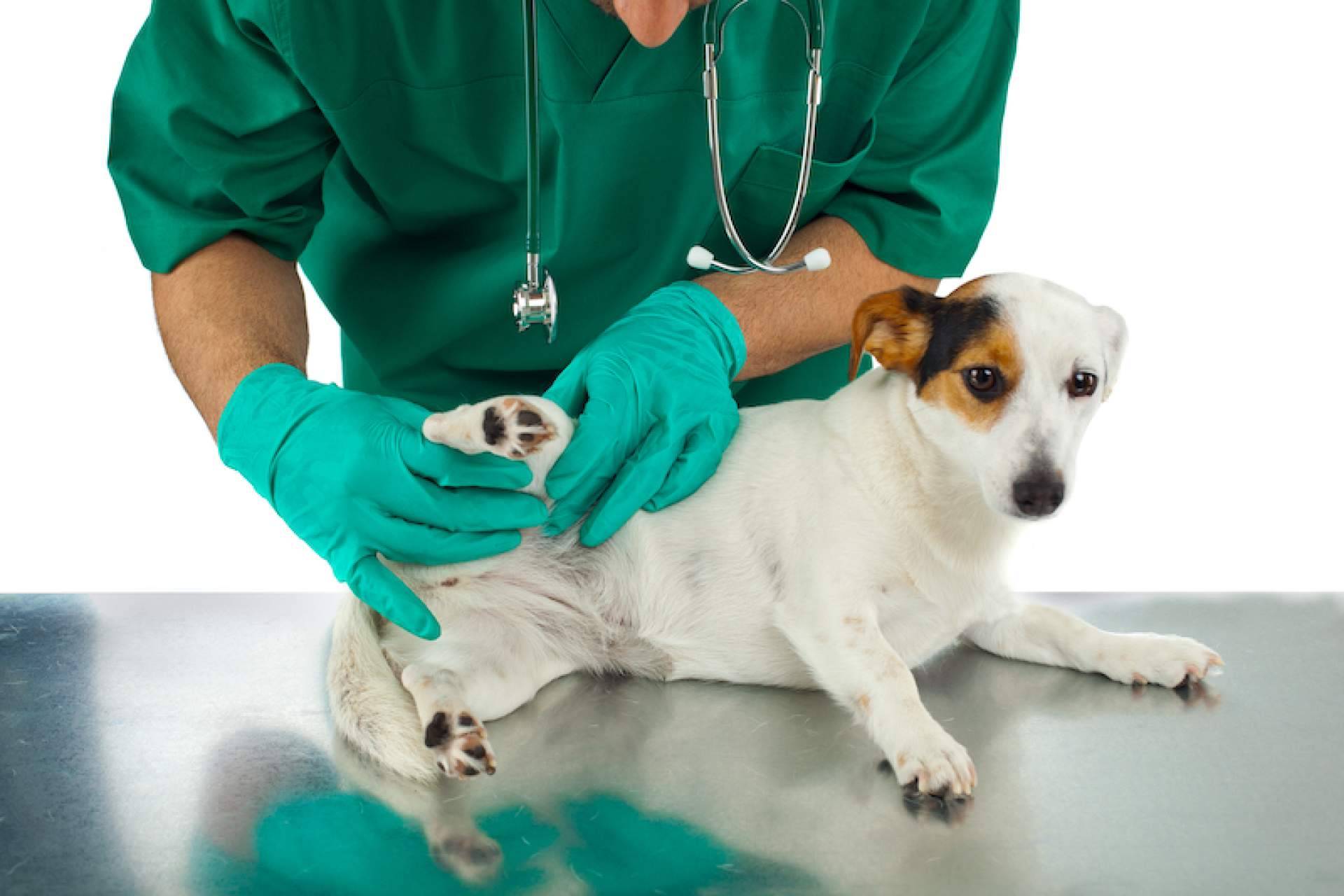Cómo aliviar los problemas articulares en perros a través de la alimentación