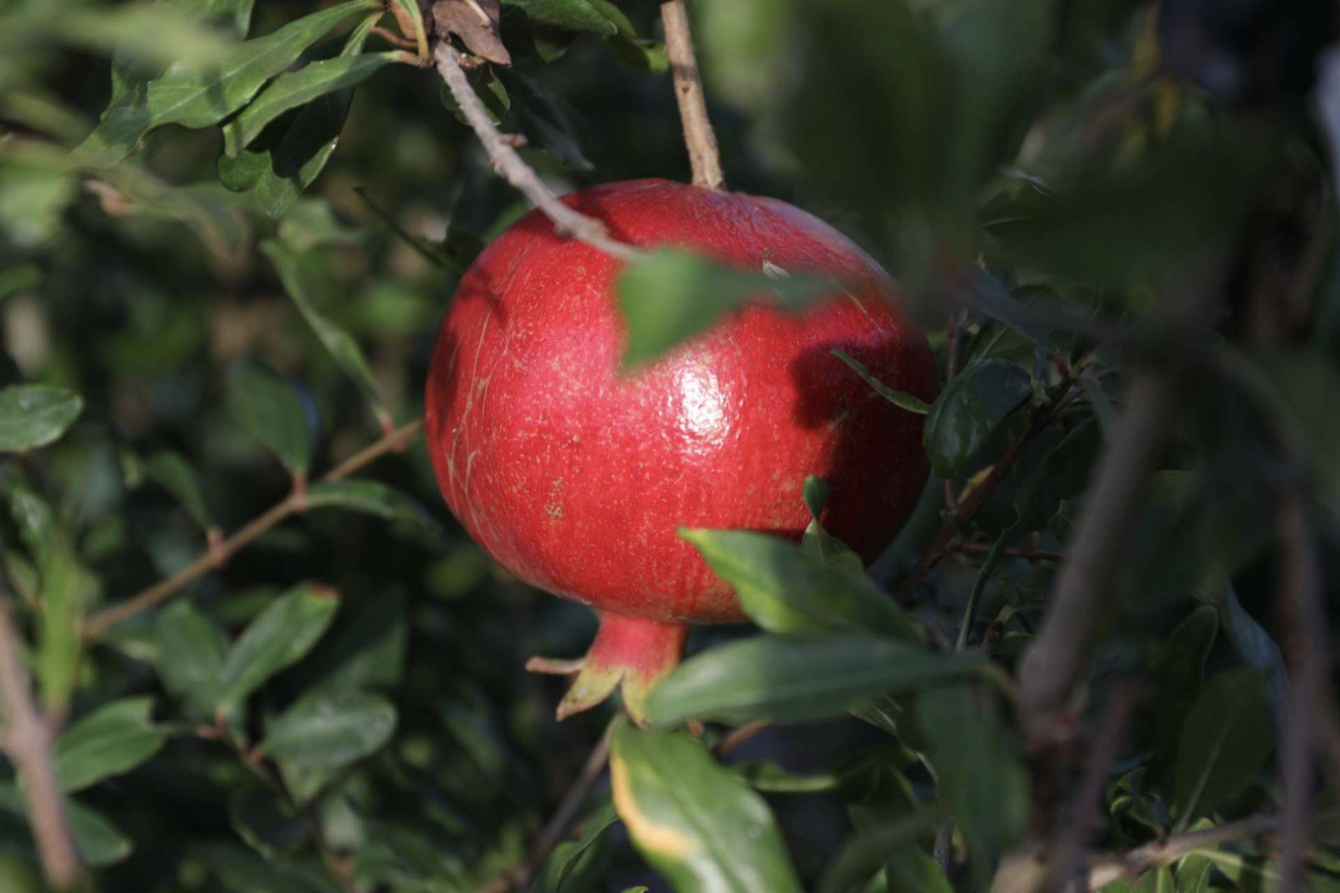 Granadas ecológicas y biodinámicas online, con Granalma