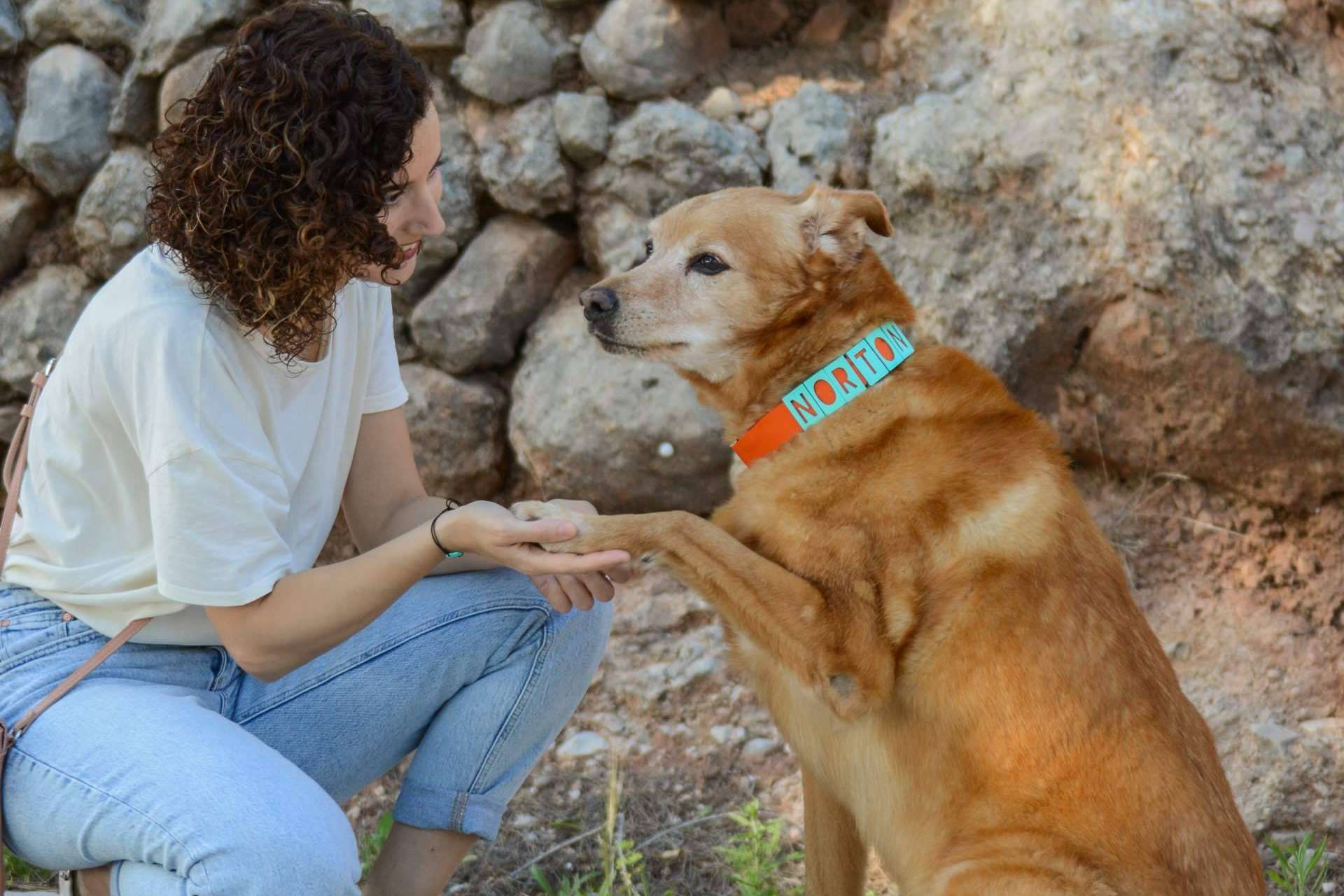 Seron Estilo y los collares perros personalizados
