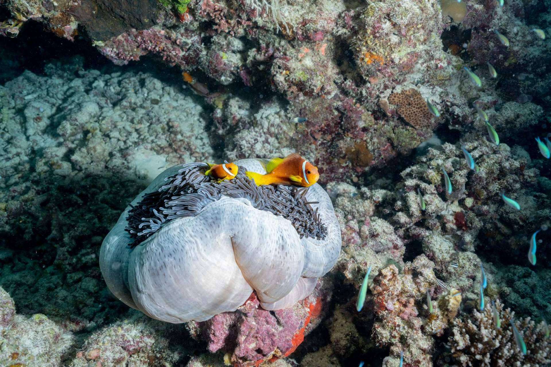 Scuba Finders, la innovadora startup que está revolucionando la forma de reservar experiencias de buceo