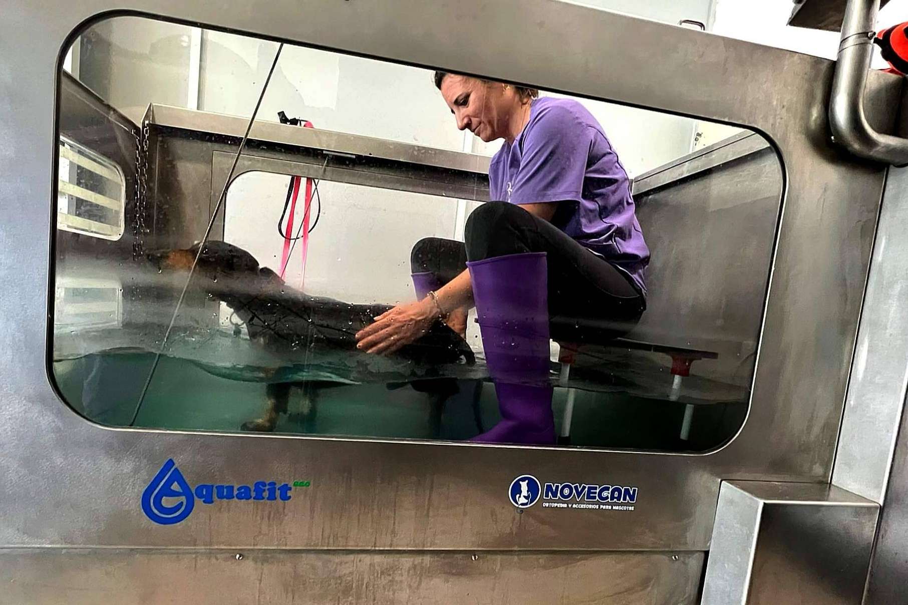 Reanimalia pone a disposición tratamientos de hidroterapia en cinta para lesiones en animales, en la provincia de Cádiz