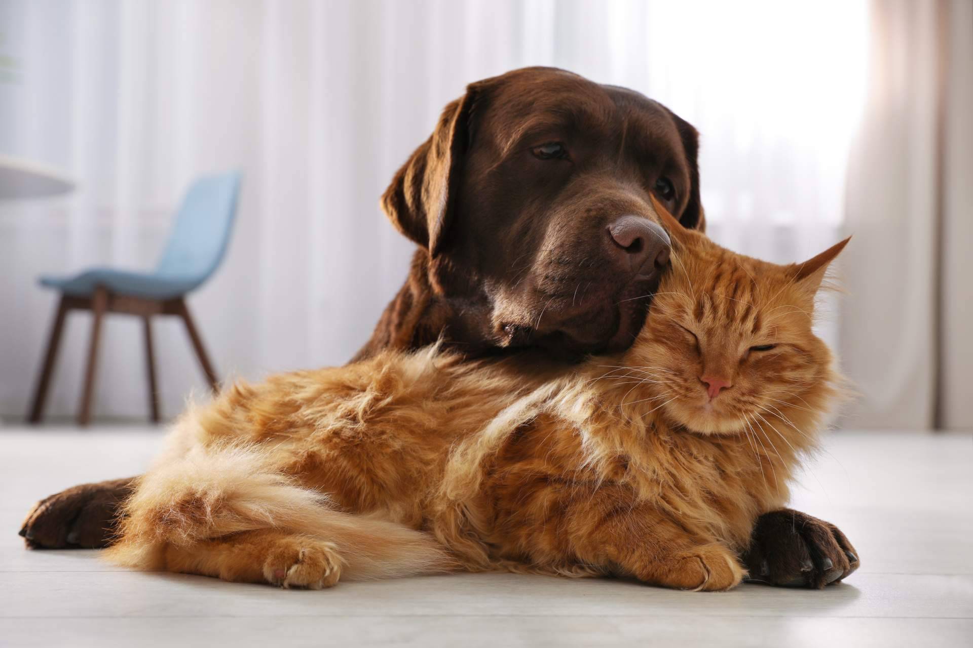 La alimentación natural en perros y gatos, una alternativa clave para su bienestar