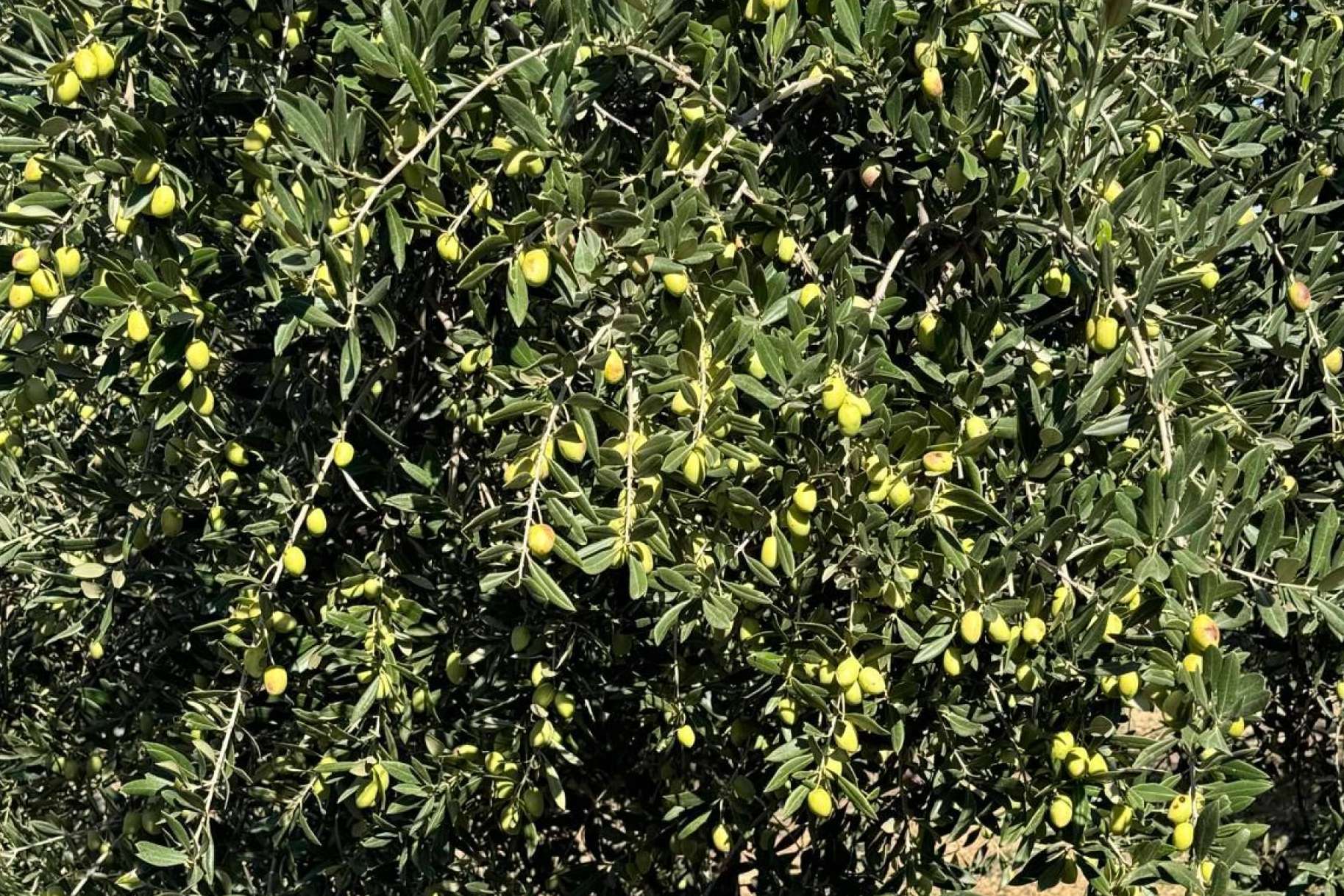 Tercio de las Torres, el aceite de oliva gourmet que conquista los sentidos