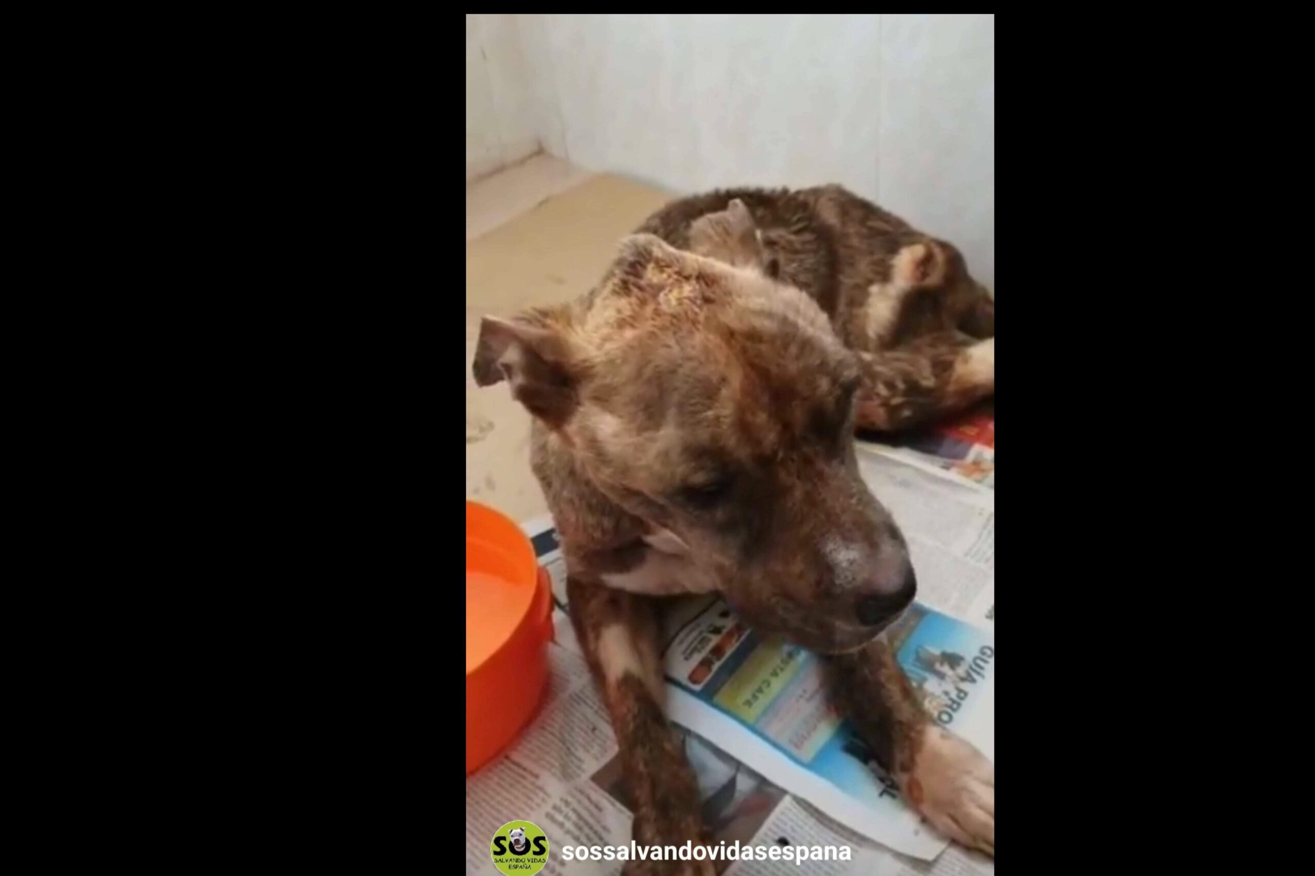 SOS Salvando Vidas España impulsa la adopción responsable de animales rescatados en situación de abandono
