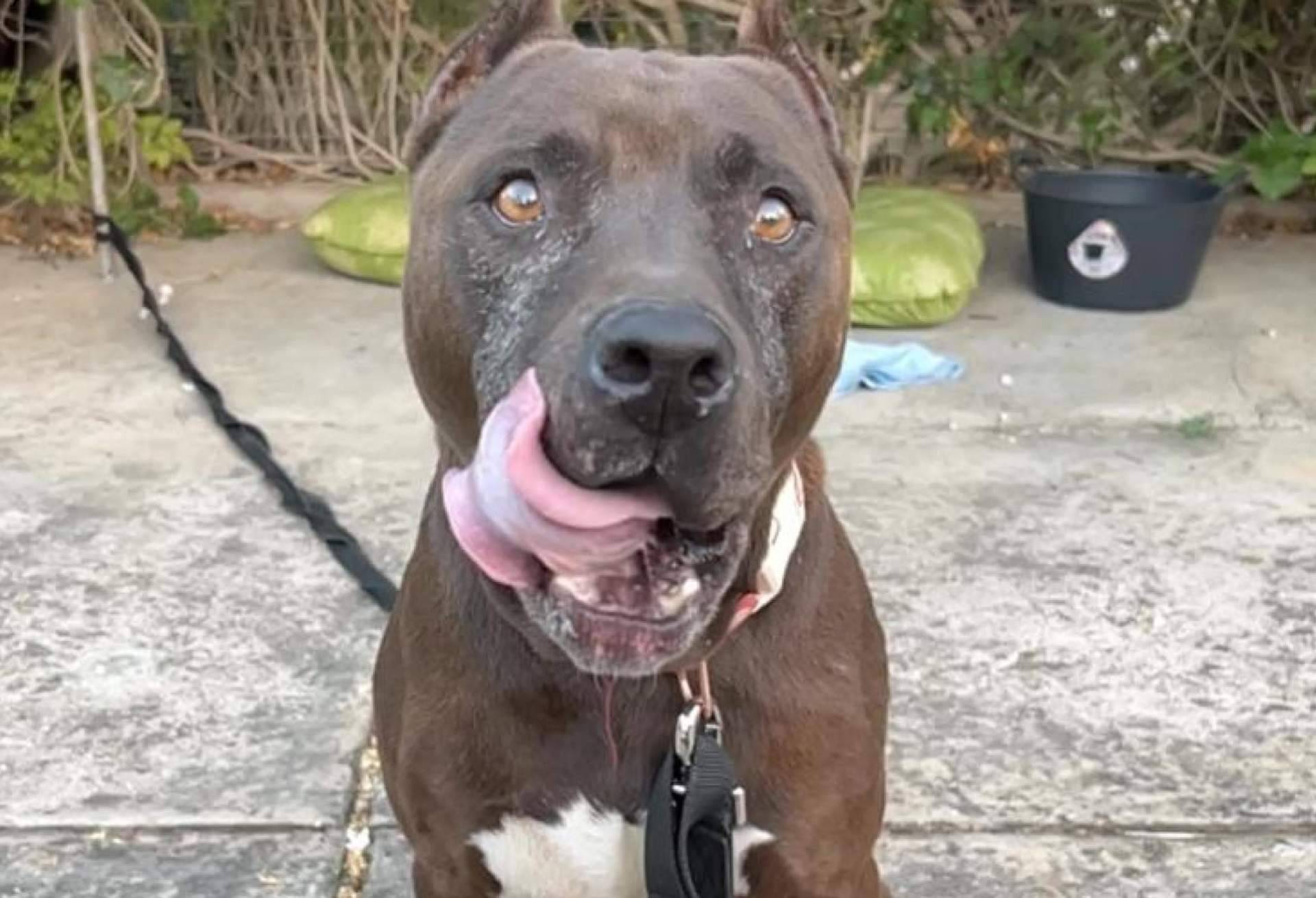 Acogida y adopción sin etiquetas, la lucha de SOS Salvando Vidas España por los perros más olvidados
