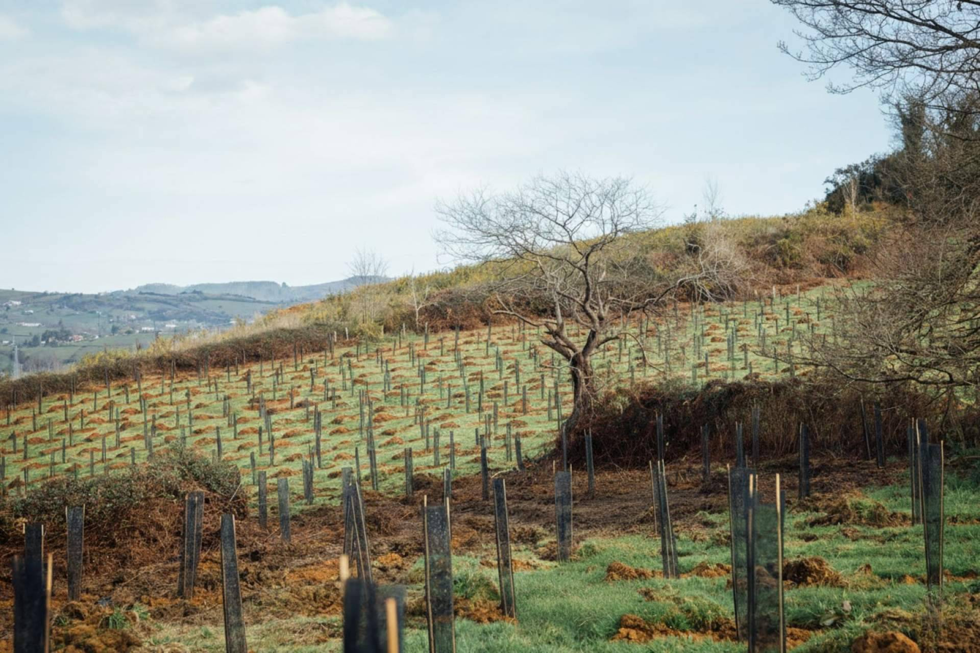 Reportes ESG e impacto forestal; cómo convertir la restauración ecológica en dato auditado