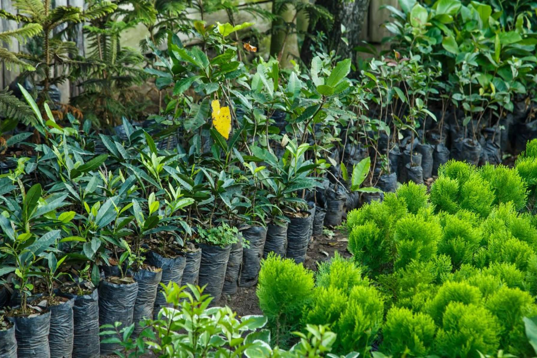 La Rosa De Oro comparte claves para acertar con la elección de plantas y flores según cada estación